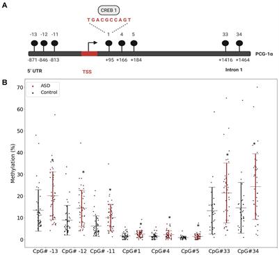 DNA Methylation of PGC-1α Is Associated With Elevated mtDNA Copy Number and Altered Urinary Metabolites in Autism Spectrum Disorder